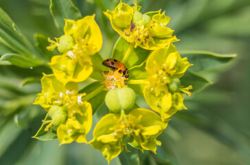 bee on yellow flower