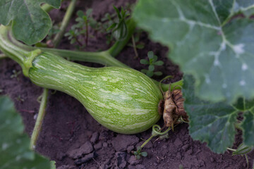 Growing pumpkin on a farm. Small pumpkin on the field.