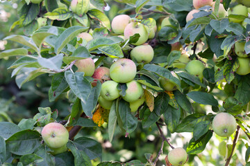 Small apple fruit on a branch in an apple orchard. growing fruit in the garden.