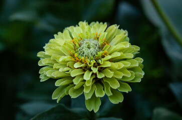 Blooming green-orange zinnia in the garden.