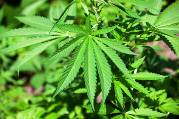 Young bush cannabis plants growing in a field. close-up