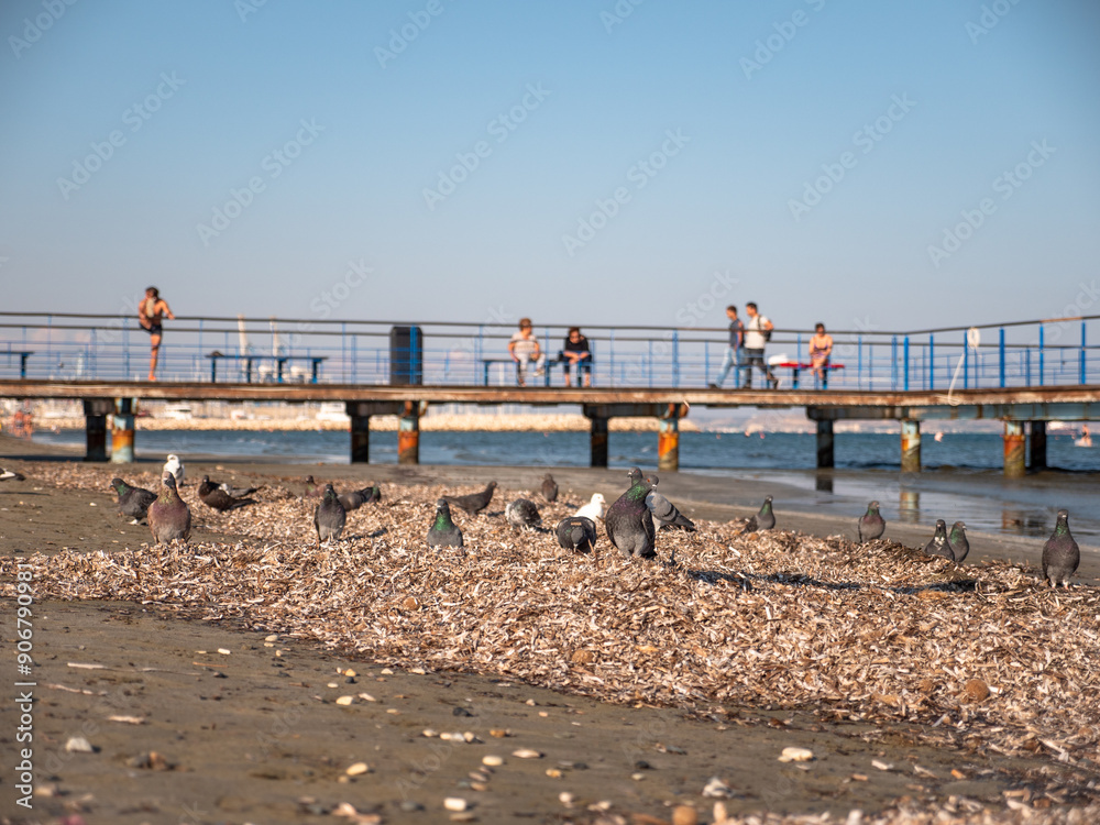 Wall mural grey and white pigeons sitting and pecking in dry weed at mediterranean beach in larnaca, cyprus. pi