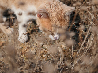 Non-pedigree tabby sandy-colorued beige beautiful cat walking and camouflaging in dry beige grass.