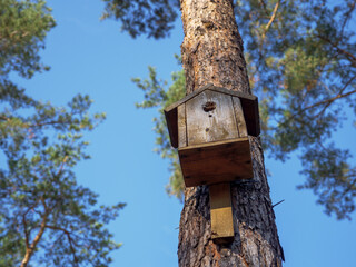 Simple handmade wooden bird nesting box on a pole on a tall straight pine tree with beautiful textured bark of a trunk in a city park. Birdhouse on the blurry background of pine trees and blue sky.