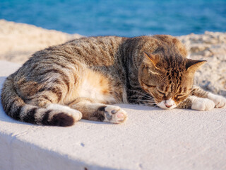 Non-pedigree tabby striped cat with closed eyes having rest and relaxing at the sea promenade in Ayia Napa.