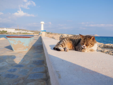 Non-pedigree tabby striped cat with closed eyes having rest and relaxing at the sea promenade in Ayia Napa. Lighthouse and blue water on horizon.