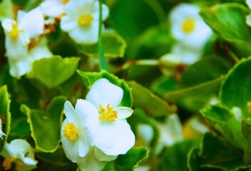 buautiful flowers in the garden