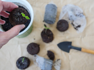 A shovel putting a swollen peat tablet with small tomato seedling into a green pot to grow. Rough...