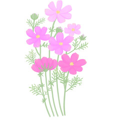 Cosmos Flower Floral Pink Purple White Watercolor Illustration
