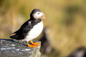 Atlantic Puffin at Runde in Norway