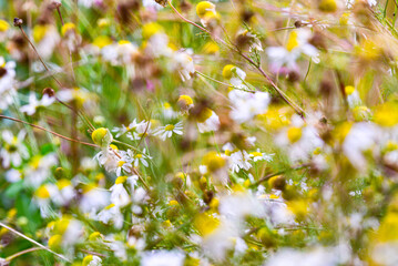 spring flowers background