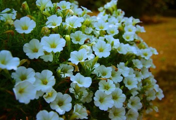 Fototapeta premium buautiful flowers in the garden