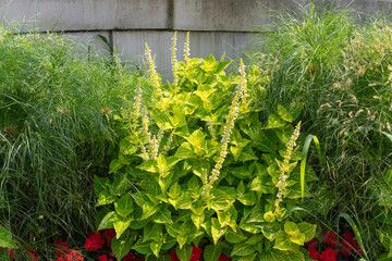 close-up of Coleus scutellarioides (green and yellow with flowers) and papyrus grass on a brick wall