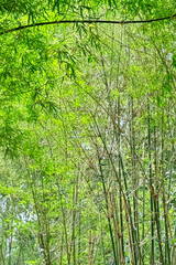 Obraz premium Bamboo forest. Bamboo branches create lush, natural tunnel, resonating with eco-conscious viewers drawn to serenity and sustainability of untouched forest landscapes. Nature backdrop. Vertical format