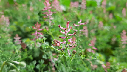 Beautiful purple pink flower blooms in nature in spring, Fumaria officinalis pink inflorescence