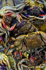 Pile of freshly caught crabs showcases abundance of seafood farming. Crabs' vibrant claws and shells reflect the concept of healthy eating and sustainable seafood sourcing. Vertical format