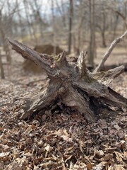 Uprooted tree stump in forest
