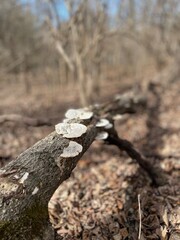 stump in the forest