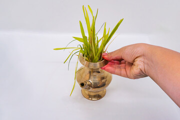 Barley Grass Seeds Jamara on a Leaf Bowl Plates for Hindu Dashain Dusshera Festival