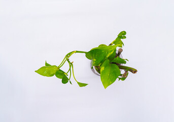 Obraz premium Money plant leaves growing out of a plastic bottle isolated png in white background