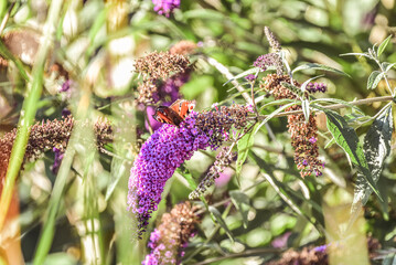 butterfly in the garden