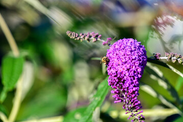flowers in the garden