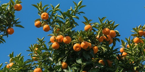 A tree full of oranges is in the sky. The oranges are ripe and ready to be picked