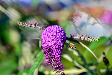 bee on a flower