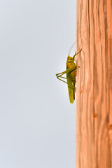 grasshopper on a branch © Aileen