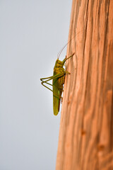 grasshopper