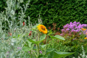 Obraz premium double-golden orange sunflower with bee in a garden