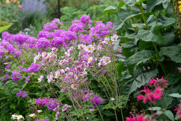 mostly japanese anemone and pink phlox with some monarda flowers in the lower right corner