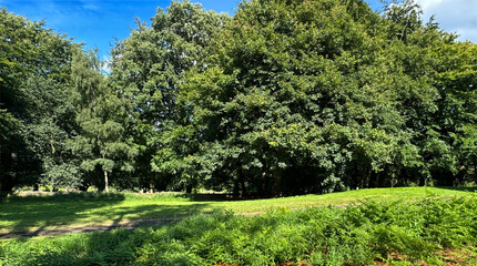 A lush green park with large trees casting shadows on the grass. A path winds through the vibrant landscape under a bright blue sky behind St Mary's Church in, Towngate, Mirfield, UK 