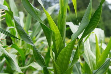 close up of corn leaves