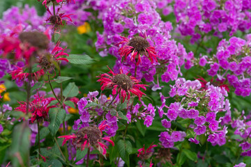 monarda and phlox