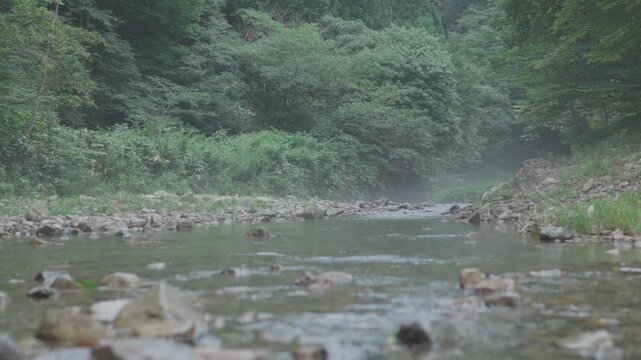 夏の清流