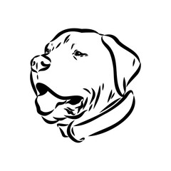 Hand drawn sketch of american bully. Graphical dog isolated on white background.