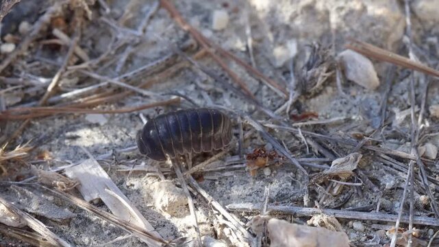 Bicho bola Armadillidium vulgare caminando, Alcoy, Espa&ntilde;a