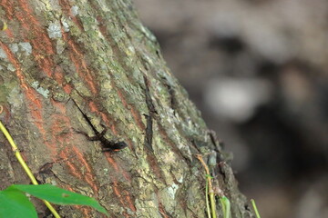 Cuban trunk anole -Anolis argenteolus- in dark skin pattern on the bark of a Cuban pine tree, Yumuri River banks. Baracoa-Cuba-579