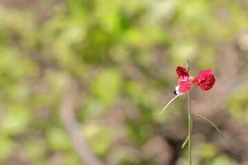 Phasey bean -Macroptilium lathyroides- purple-red flowers on long erect stalk growing on the Rio Yumuri River banks near its mouth. Baracoa-Cuba-578