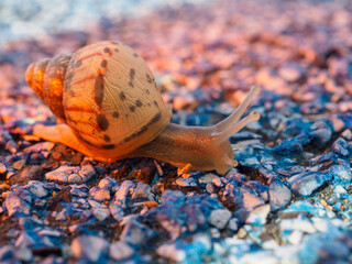 Snail crawling on the floor