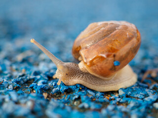 Snail crawling on the floor