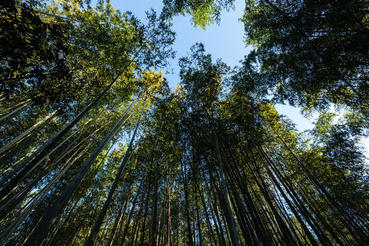 Fototapeta Bamboo forest of Arashiyama, Kyoto, Honshu, Japan, Asia