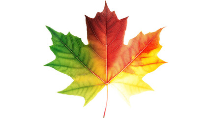 Obraz premium A leaf with a green stem and red veins isolated on a transparent background