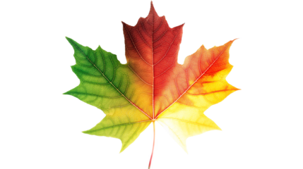 A leaf with a green stem and red veins isolated on a transparent background