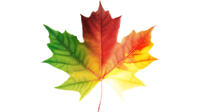 A leaf with a green stem and red veins isolated on a transparent background