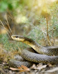 Fototapeta premium close up and selective focus side view of rat snake on head, the snake crawls on the dry twigs, reptiles on the tree branches.