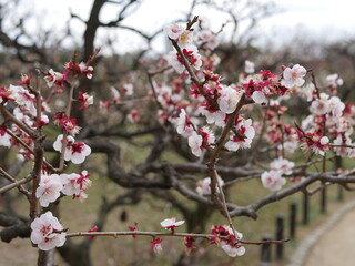Cherry blossoms in the spring.