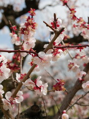 White cherry blossoms.