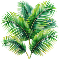 Obraz premium Watercolor clipart coconut palm leaves, tropical feel, rich green tones, transparent background